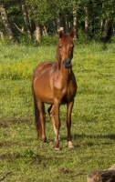 Vente de poney